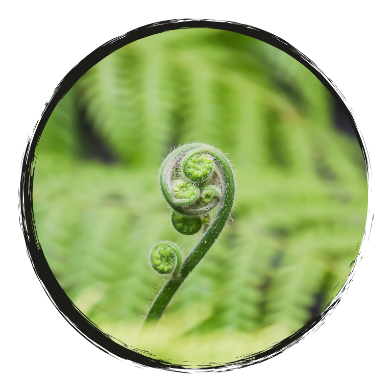 Unferling Fern 2
