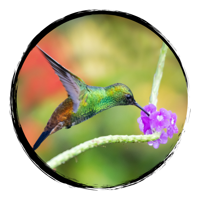 hummingbird purple flower